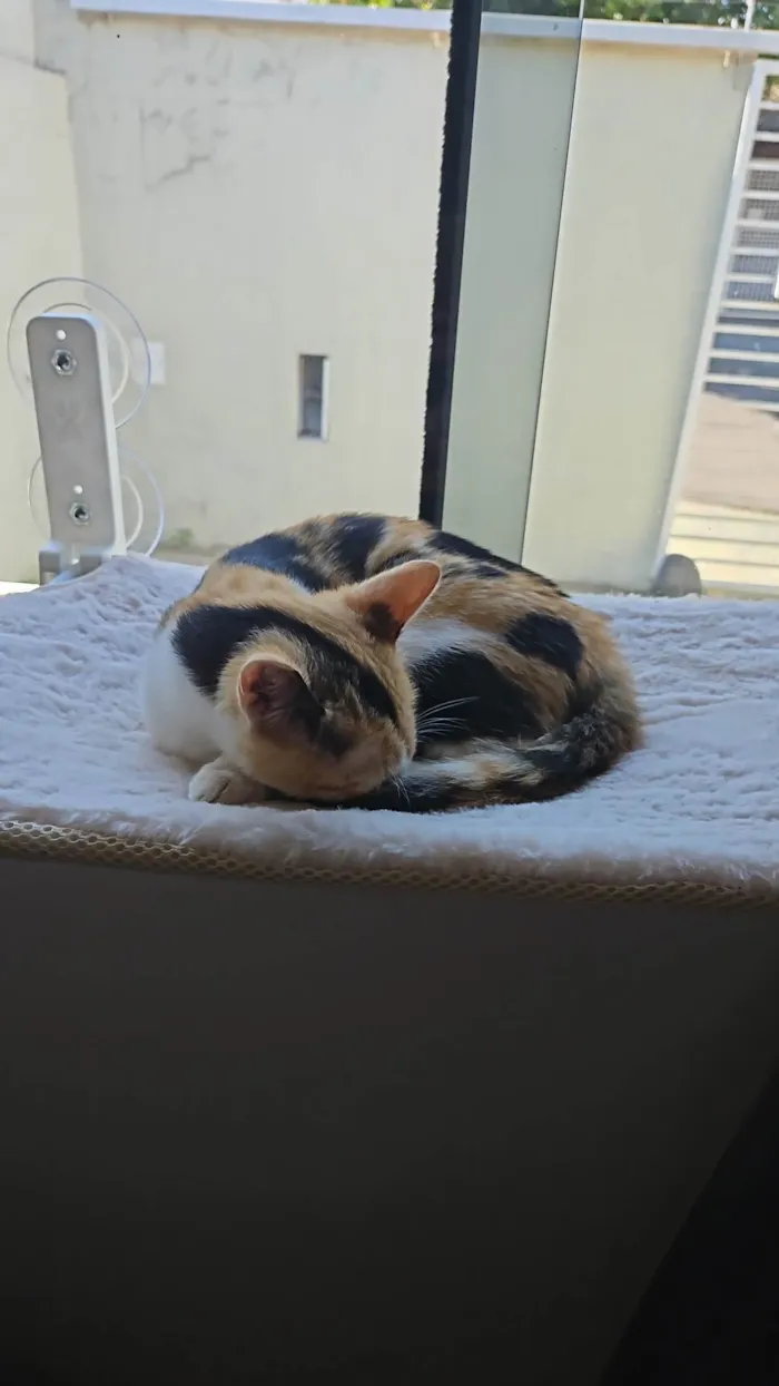 Gato ra a SRD-ViraLata idade Abaixo de 2 meses nome SHIRLEY NAGASHIMA CARVALHO