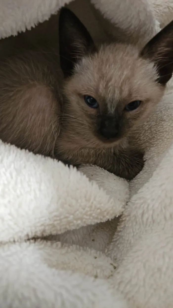 Gato ra a SRD-ViraLata idade Abaixo de 2 meses nome SHIRLEY NAGASHIMA CARVALHO