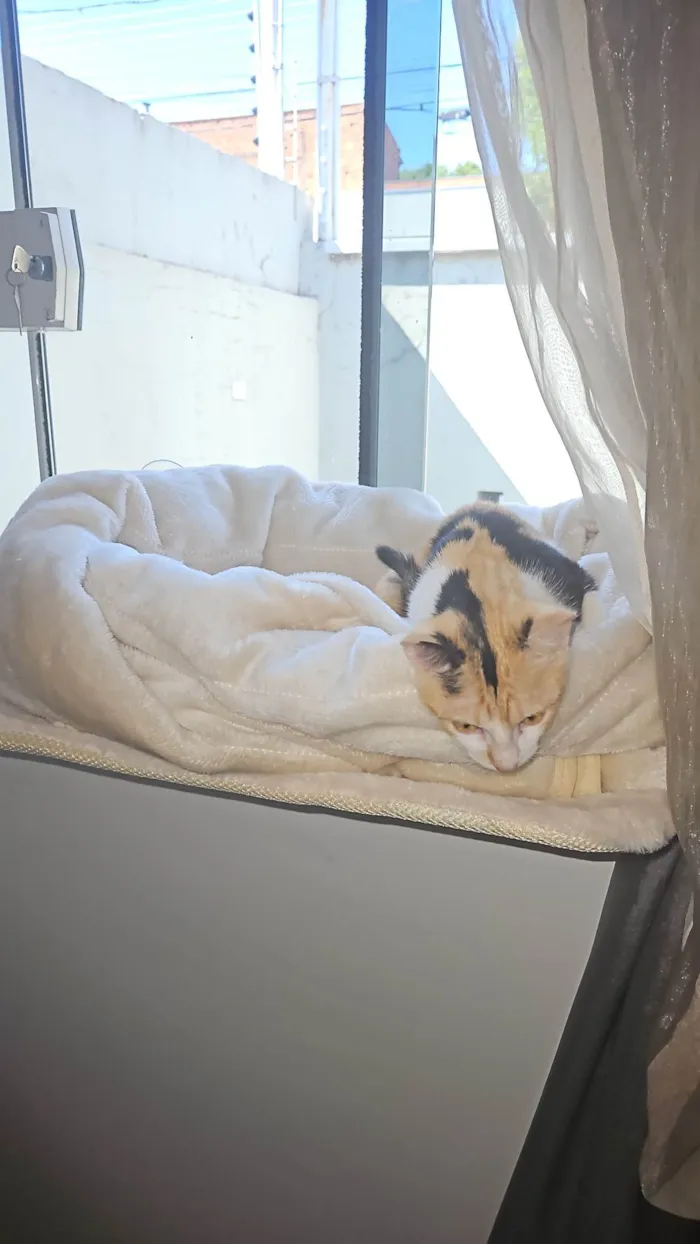 Gato ra a SRD-ViraLata idade Abaixo de 2 meses nome SHIRLEY NAGASHIMA CARVALHO