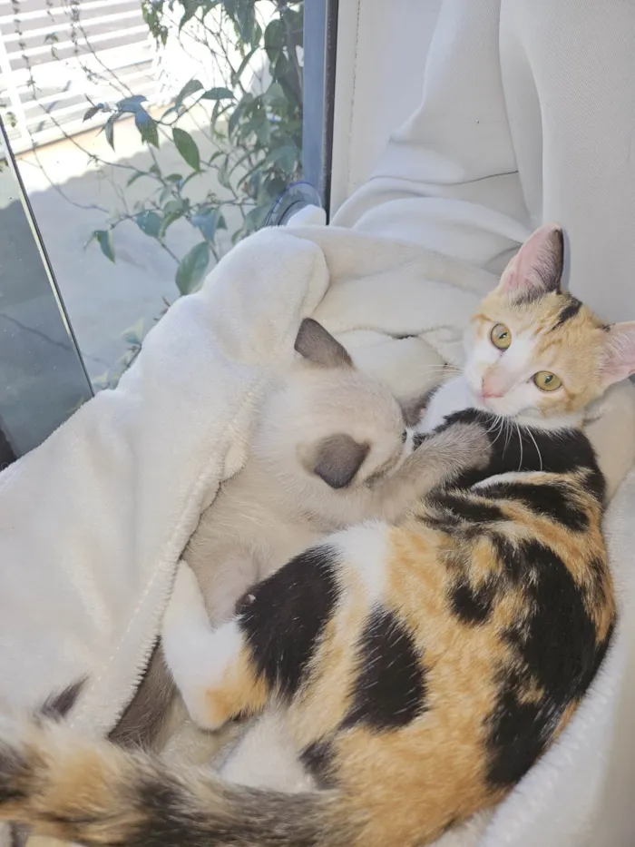 Gato ra a SRD-ViraLata idade Abaixo de 2 meses nome SHIRLEY NAGASHIMA CARVALHO