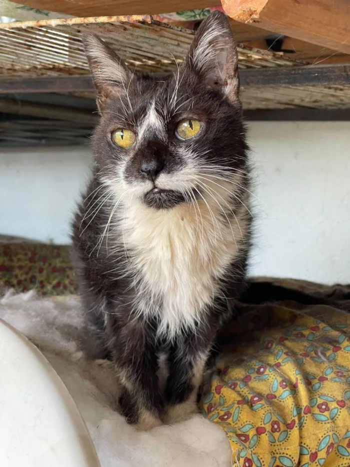 Gato ra a SRD-ViraLata idade 6 ou mais anos nome Frajolina