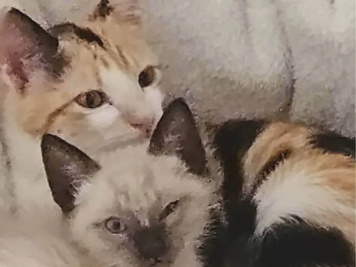 Gato ra a SRD-ViraLata idade Abaixo de 2 meses nome SHIRLEY NAGASHIMA CARVALHO