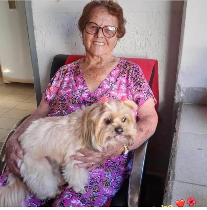 Cachorro ra a Shitzu idade 7 a 11 meses nome ROSANGELA SILVA BORGES