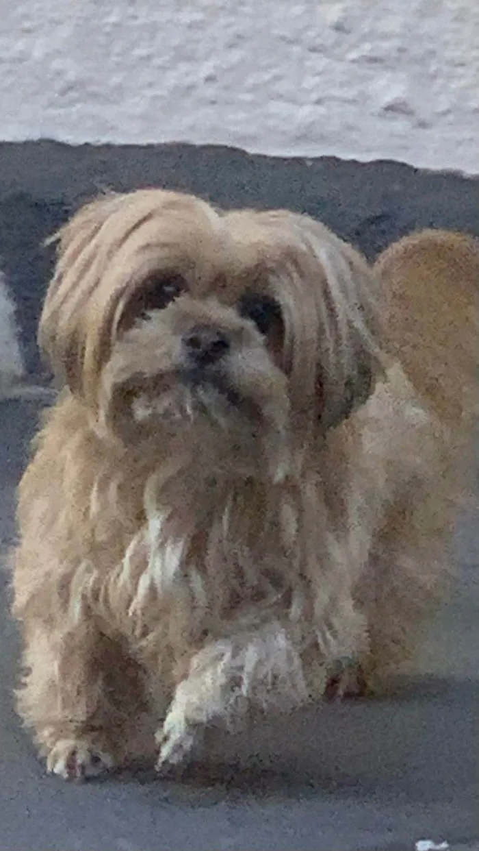 Cachorro ra a Shitzu idade 7 a 11 meses nome ROSANGELA SILVA BORGES