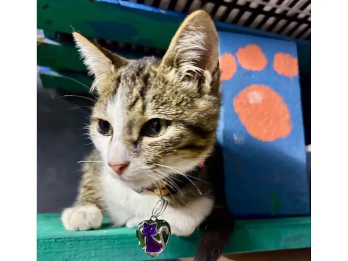 Gato ra a SRD-ViraLata idade 2 a 6 meses nome Petisco