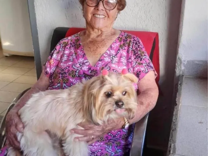 Cachorro ra a Shitzu idade 7 a 11 meses nome ROSANGELA SILVA BORGES