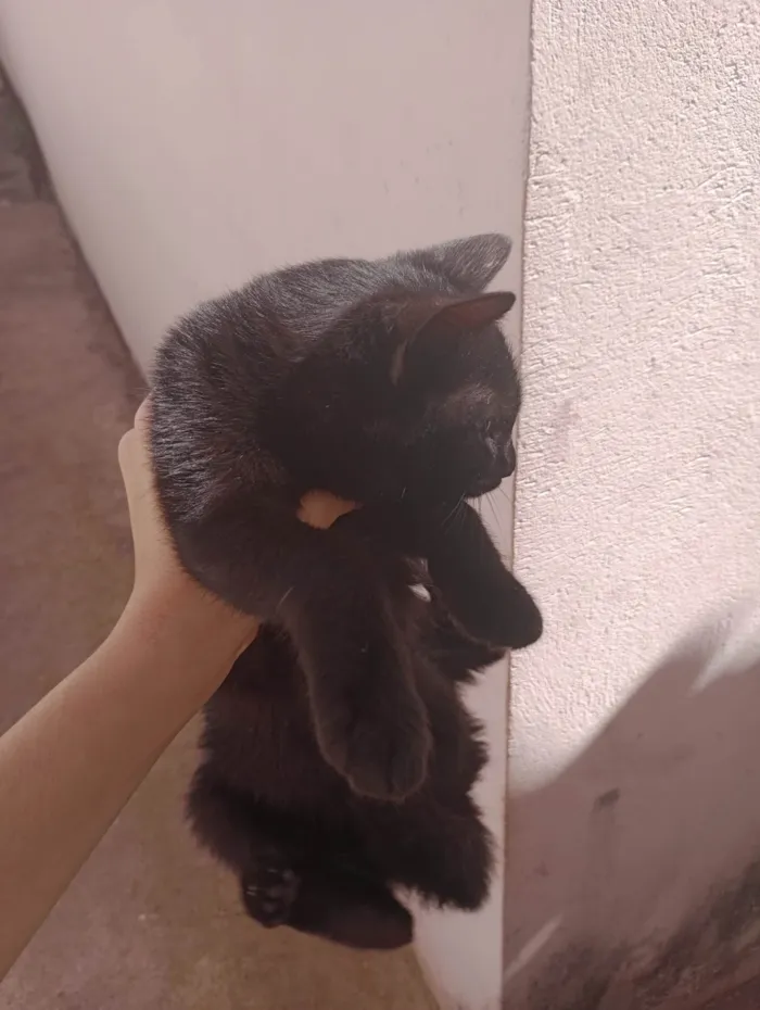 Gato ra a SRD-ViraLata idade 7 a 11 meses nome Não sei 