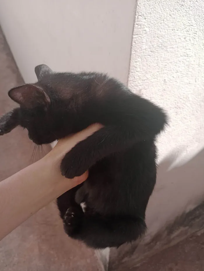 Gato ra a SRD-ViraLata idade 7 a 11 meses nome Não sei 