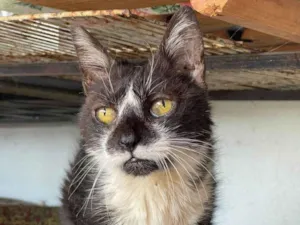 Gato raça SRD-ViraLata idade 6 ou mais anos nome Frajolina
