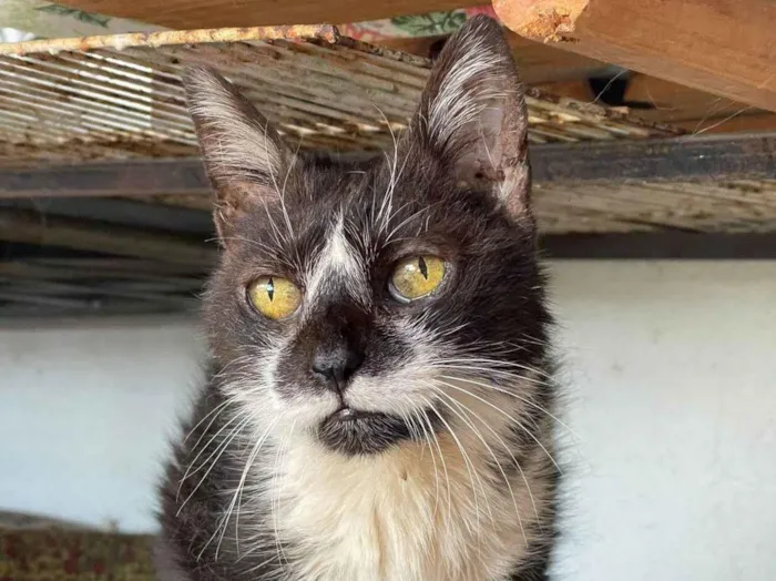 Gato ra a SRD-ViraLata idade 6 ou mais anos nome Frajolina