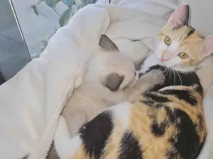 Gato raça SRD-ViraLata idade Abaixo de 2 meses nome SHIRLEY NAGASHIMA CARVALHO