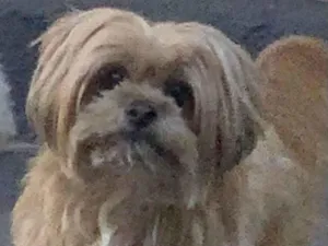 Cachorro raça Shitzu idade 7 a 11 meses nome ROSANGELA SILVA BORGES