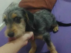 Cachorro raça SRD-ViraLata idade 7 a 11 meses nome Não sei 