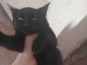 Gato raça SRD-ViraLata idade 7 a 11 meses nome Não sei 
