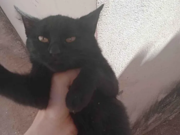 Gato ra a SRD-ViraLata idade 7 a 11 meses nome Não sei 