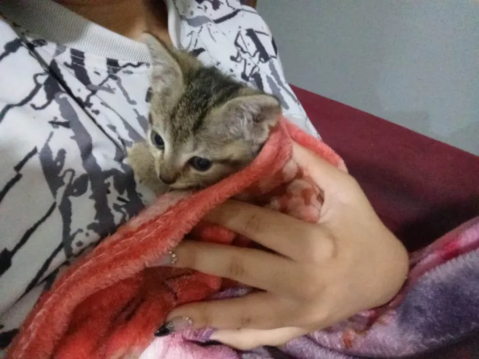 Gato ra a SRD-ViraLata idade 2 a 6 meses nome Sem nome