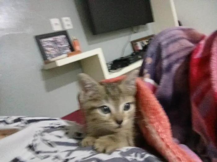 Gato ra a SRD-ViraLata idade 2 a 6 meses nome Sem nome