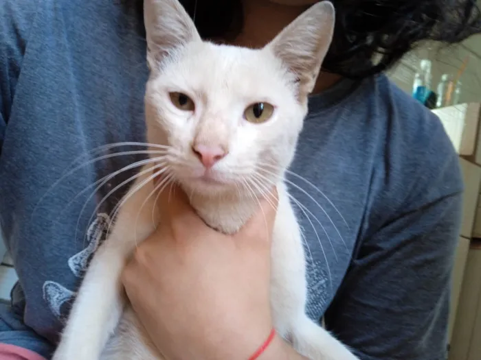 Cachorro ra a SRD-ViraLata idade 7 a 11 meses nome Branquinho