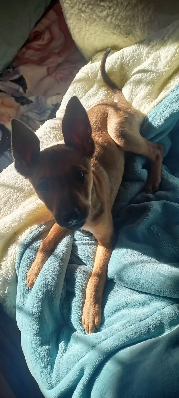 Cachorro ra a Pastor Alemão idade 2 a 6 meses nome Tulipa (chamamos e ela ouve)