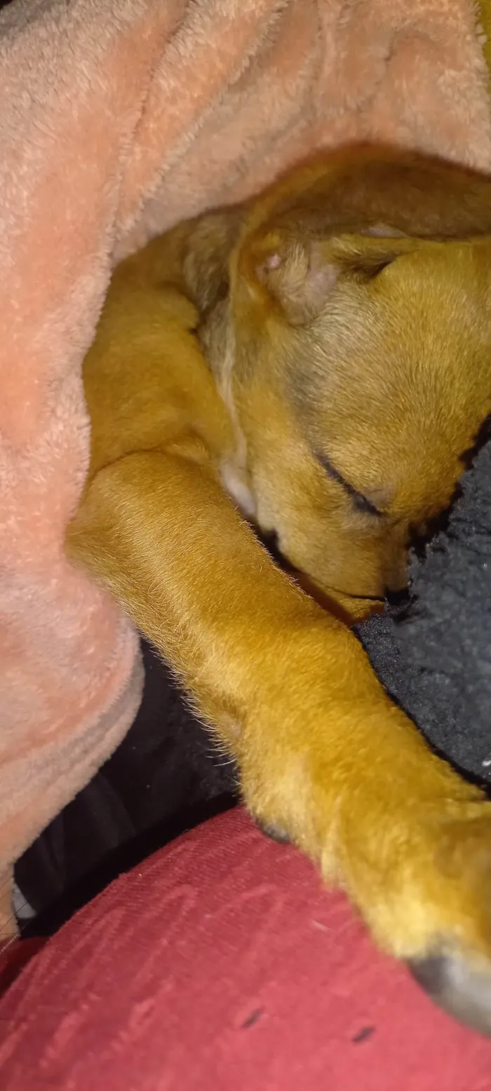 Cachorro ra a Pastor Alemão idade 2 a 6 meses nome Tulipa (chamamos e ela ouve)