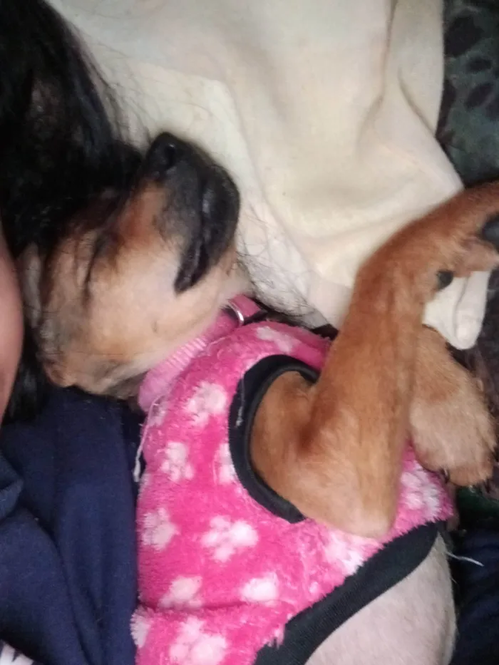 Cachorro ra a Pastor Alemão idade 2 a 6 meses nome Tulipa (chamamos e ela ouve)
