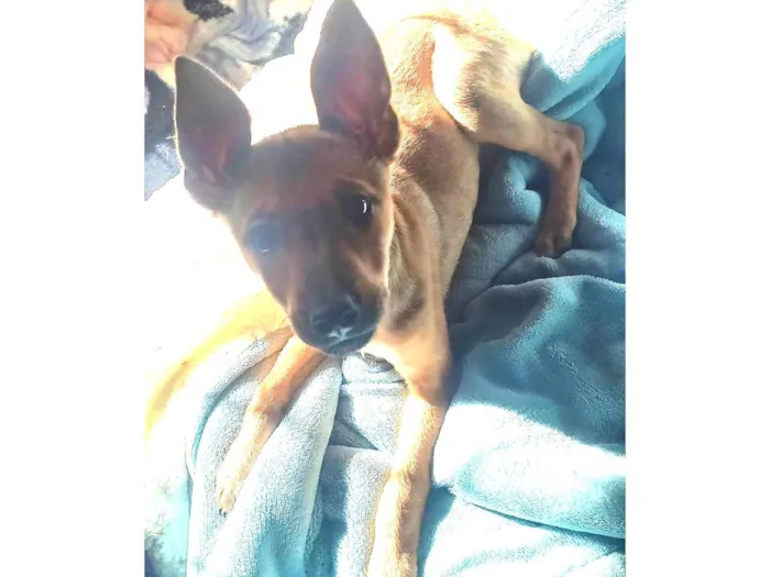 Cachorro ra a Pastor Alemão idade 2 a 6 meses nome Tulipa (chamamos e ela ouve)