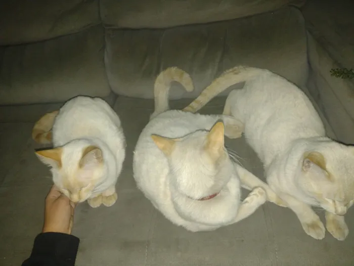 Gato ra a SRD-ViraLata idade 2 a 6 meses nome Branquelo 