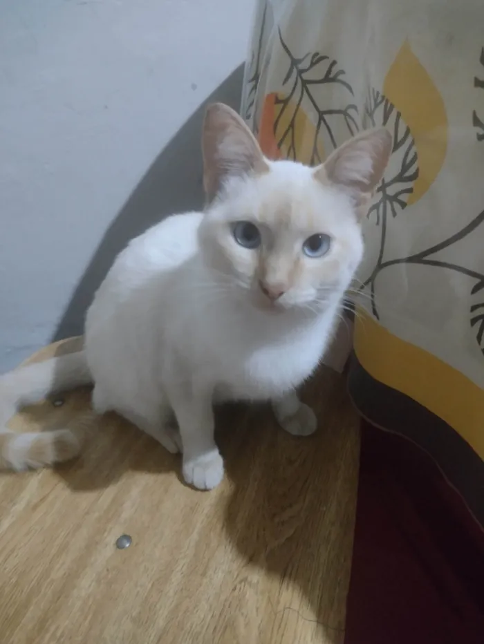 Gato ra a SRD-ViraLata idade 2 a 6 meses nome Branquelo 