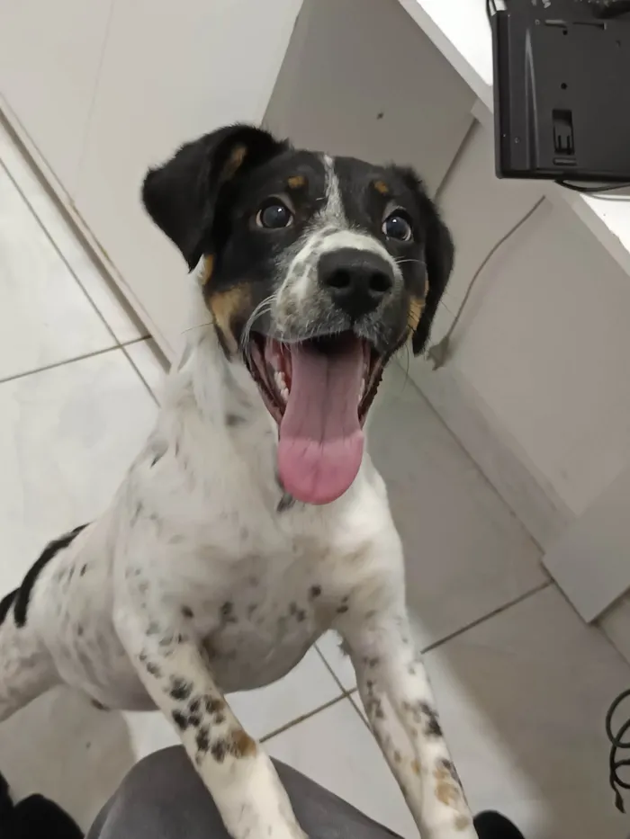 Cachorro ra a SRD-ViraLata idade 7 a 11 meses nome Jessie