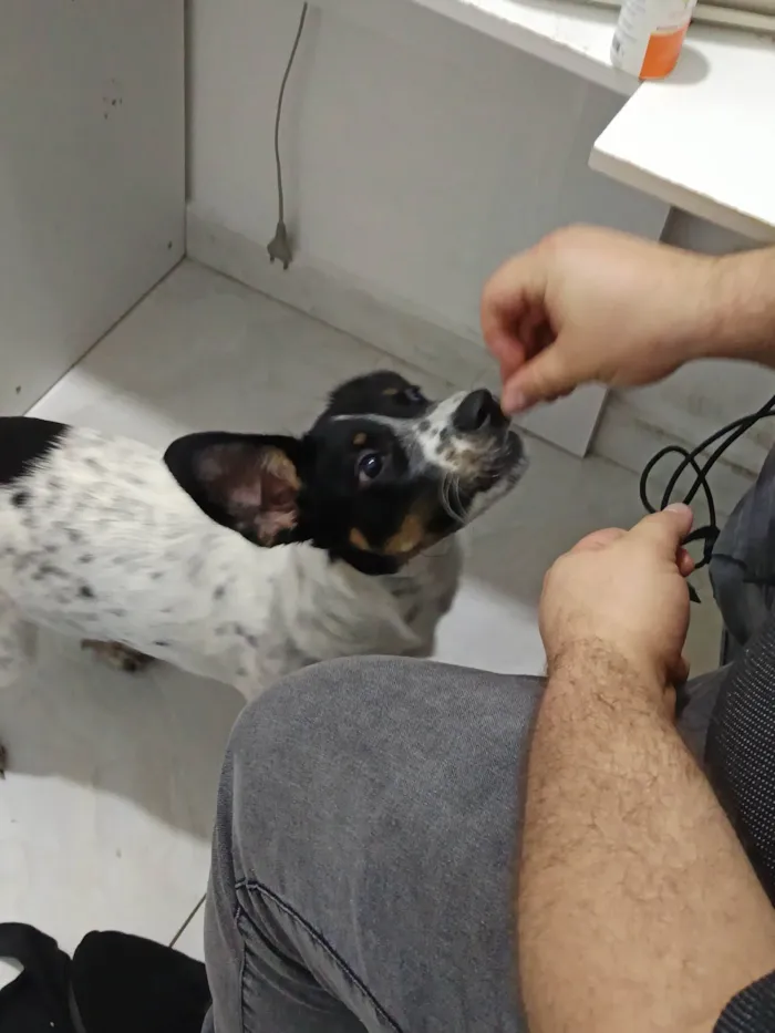 Cachorro ra a SRD-ViraLata idade 7 a 11 meses nome Jessie