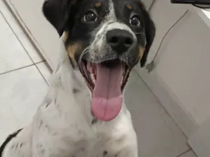 Cachorro raça SRD-ViraLata idade 7 a 11 meses nome Jessie