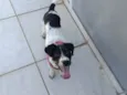 Jessie