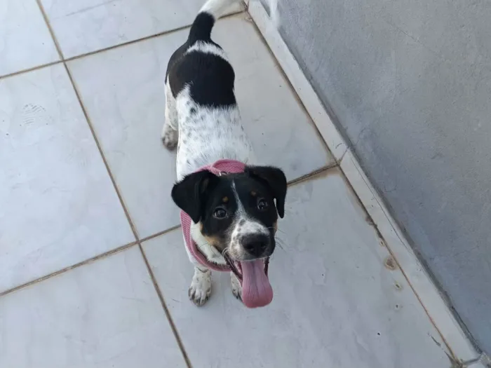 Cachorro ra a SRD-ViraLata idade 7 a 11 meses nome Jessie