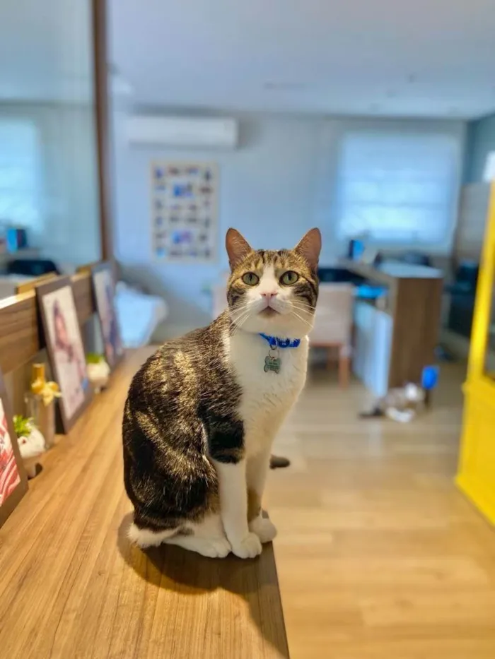 Gato ra a SRD-ViraLata idade 5 anos nome Thadeo