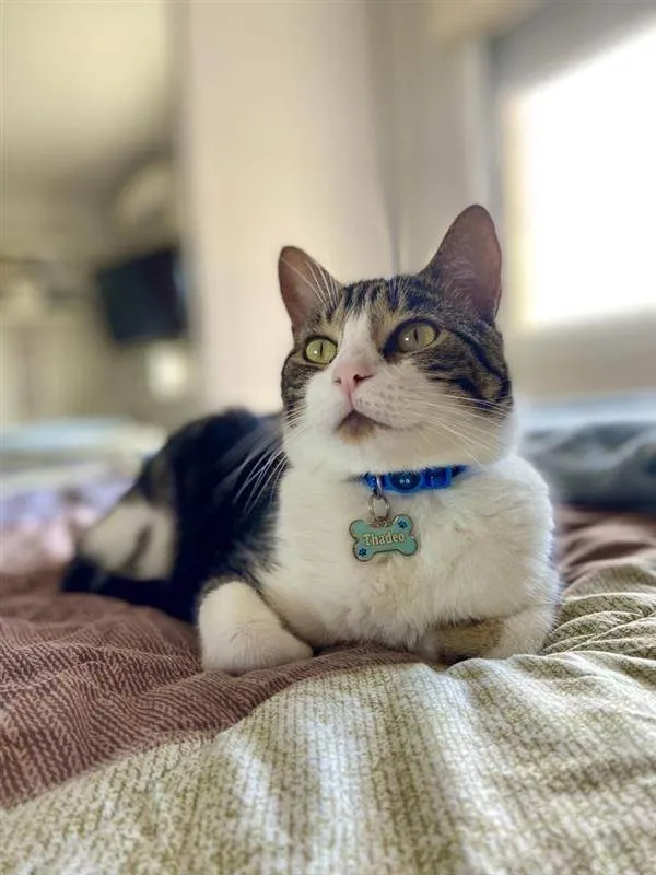 Gato ra a SRD-ViraLata idade 5 anos nome Thadeo