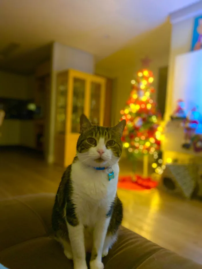 Gato ra a SRD-ViraLata idade 5 anos nome Thadeo