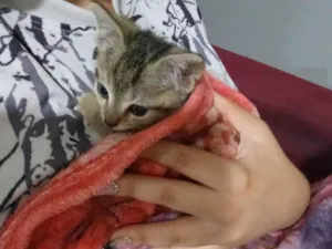 Gato raça SRD-ViraLata idade 2 a 6 meses nome Sem nome