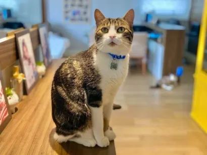 Gato raça SRD-ViraLata idade 5 anos nome Thadeo