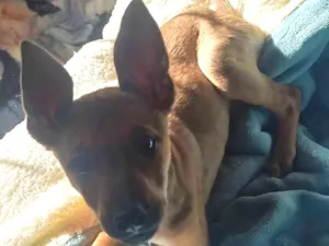 Cachorro raça Pastor Alemão idade 2 a 6 meses nome Tulipa (chamamos e ela ouve)