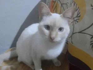 Gato raça SRD-ViraLata idade 2 a 6 meses nome Branquelo 
