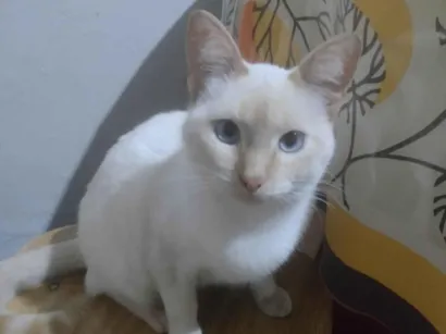 Gato raça SRD-ViraLata idade 2 a 6 meses nome Branquelo 