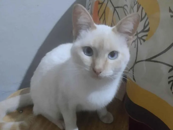 Gato ra a SRD-ViraLata idade 2 a 6 meses nome Branquelo 