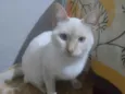 Branquelo