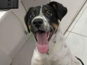 Cachorro raça SRD-ViraLata idade 7 a 11 meses nome Jessie