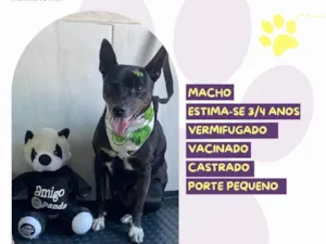 Cachorro raça SRD-ViraLata idade 3 anos nome Robert