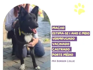 Cachorro raça SRD-ViraLata idade 1 ano nome Luck