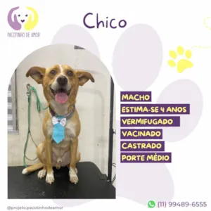 Cachorro raça SRD-ViraLata idade 4 anos nome Chico