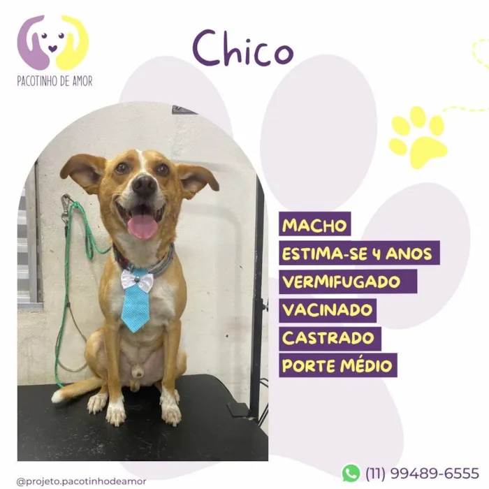 Cachorro ra a SRD-ViraLata idade 4 anos nome Chico