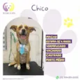 Chico