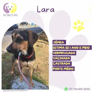 Cachorro raça SRD-ViraLata idade 1 ano nome Lara